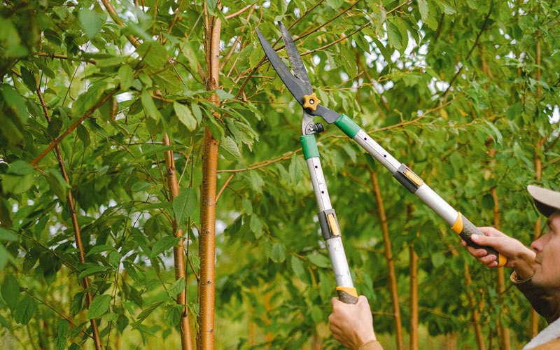 Tree trimming in Mounds, IL