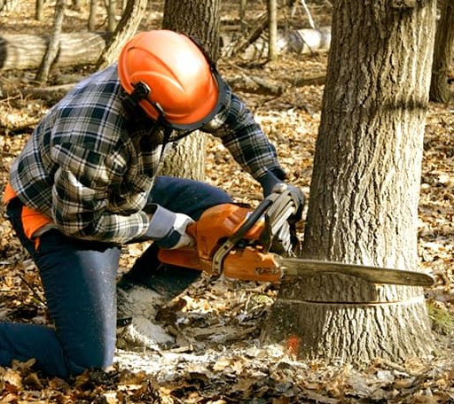 Tree Removal in Mounds, IL